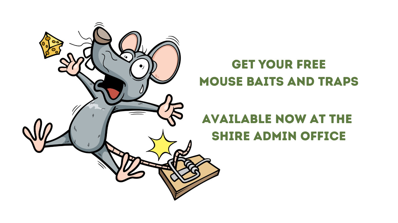 Mouse Traps and Bait Available