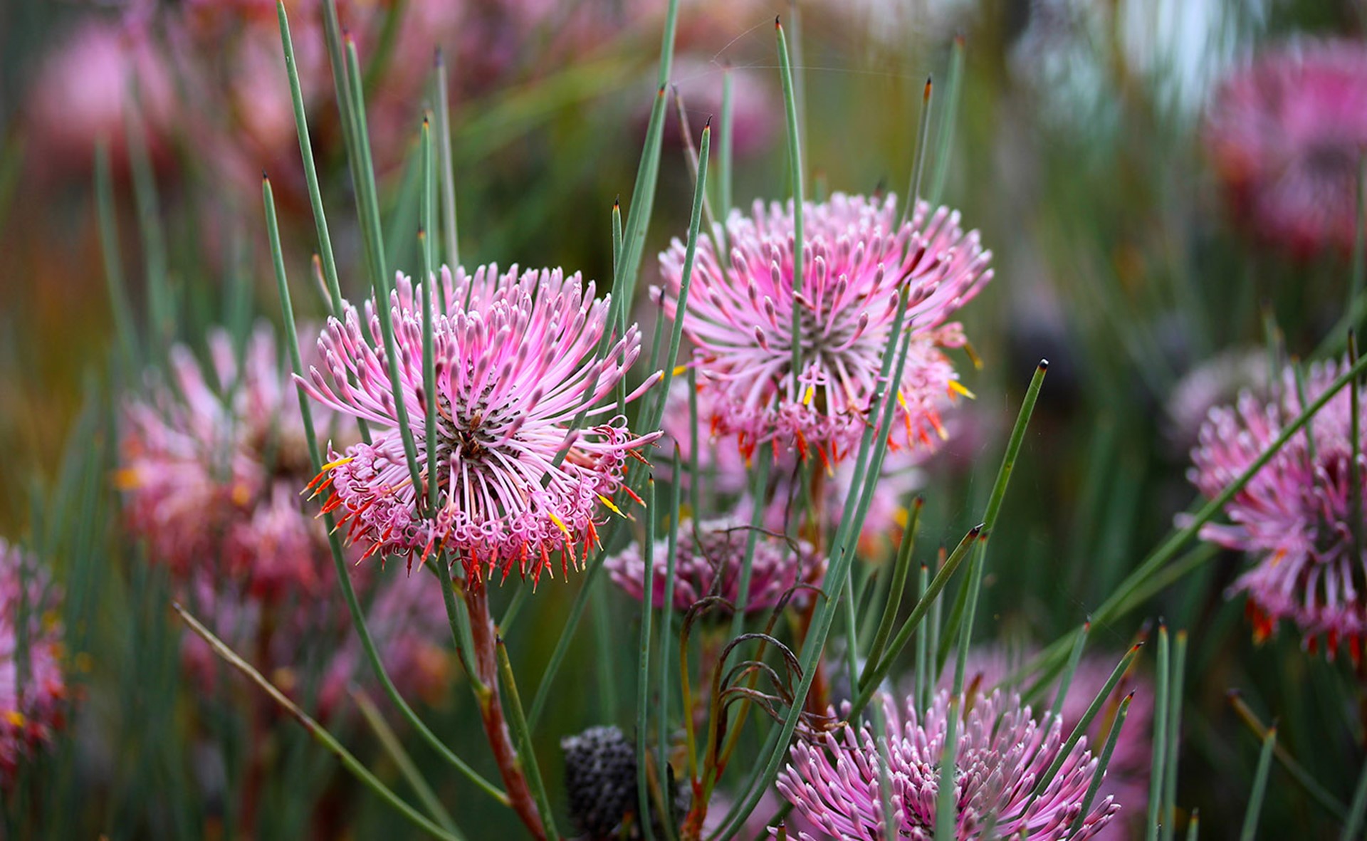 Picture: Perenjori