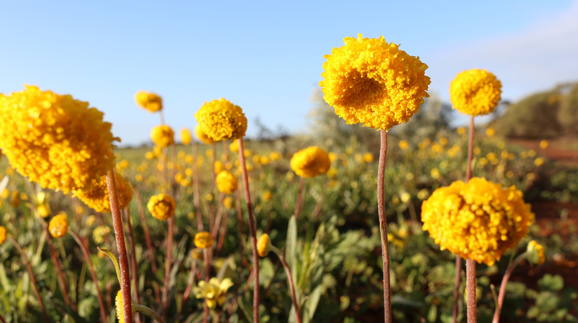 Picture: Perenjori